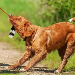 Outward Hound Tail Teaser With Refill Dog & Cat Teaser Toy & Wellness Soft Puppy Bites Lamb & Salmon Recipe Grain-Free Natural Dog Treats 10 Outward Hound Tail Teaser With Refill Dog & Cat Teaser Toy & Wellness Soft Puppy Bites Lamb & Salmon Recipe Grain-Free Natural Dog Treats -Dog Supply Store 298374 PT3. AC SS1800 V1623193341