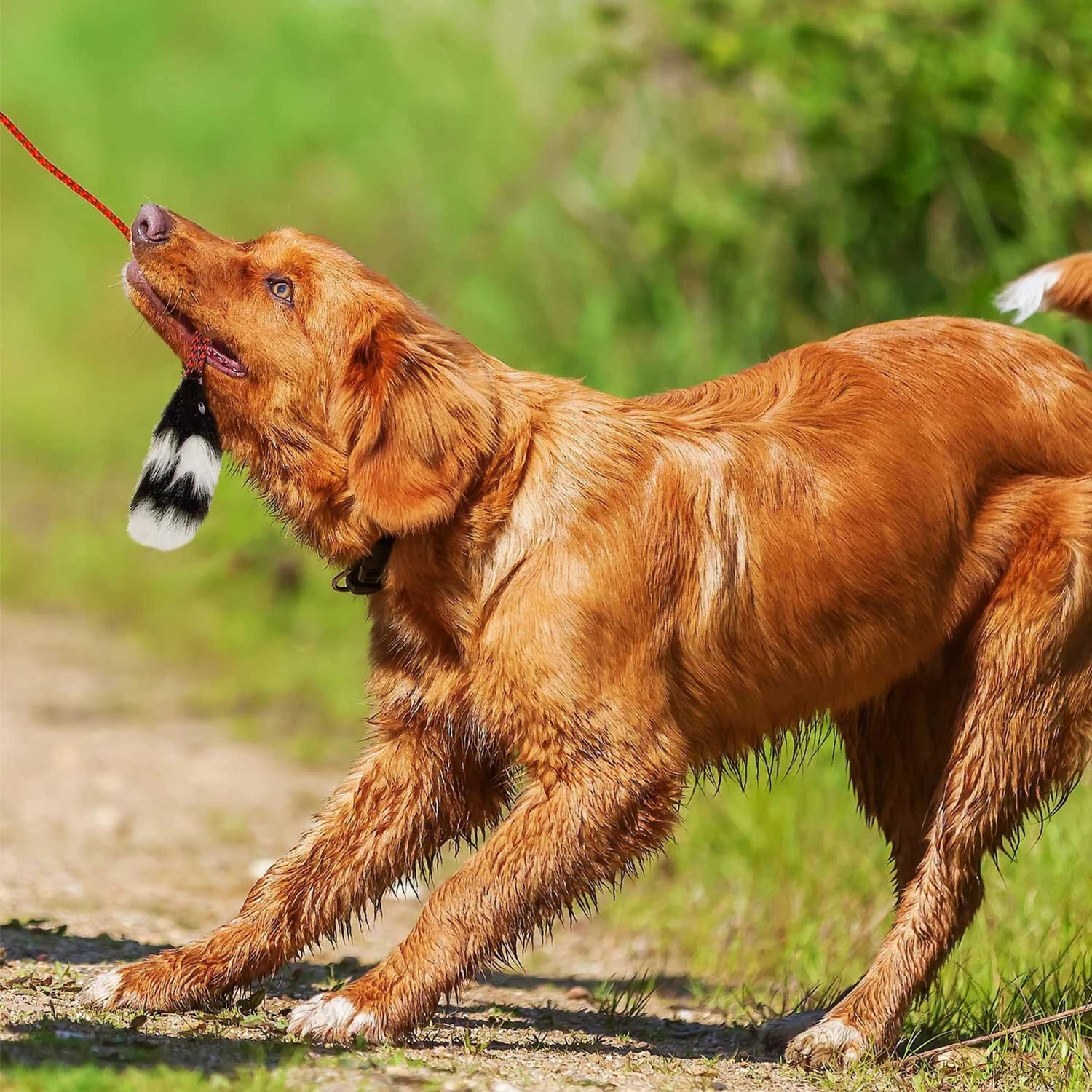 Outward Hound Tail Teaser With Refill Dog & Cat Teaser Toy & Wellness Soft Puppy Bites Lamb & Salmon Recipe Grain-Free Natural Dog Treats 4 Outward Hound Tail Teaser With Refill Dog & Cat Teaser Toy & Wellness Soft Puppy Bites Lamb & Salmon Recipe Grain-Free Natural Dog Treats - Image 4