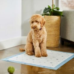 Frisco Fold & Carry Single Door Collapsible Wire Dog Crate & Frisco Premium Extra Large Printed Dog Training & Potty Pads 17 Frisco Fold & Carry Single Door Collapsible Wire Dog Crate & Frisco Premium Extra Large Printed Dog Training & Potty Pads -Dog Supply Store 303438 PT8. AC SS1800 V1623051743