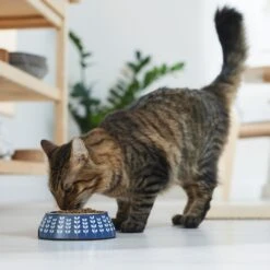 Frisco Leaf Design Stainless Steel Dog & Cat Bowl 11 Frisco Leaf Design Stainless Steel Dog & Cat Bowl -Dog Supply Store 311980 PT3. AC SS1800 V1642542556