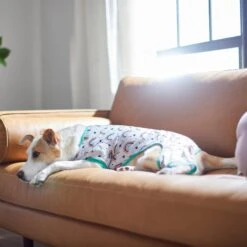 Frisco Rainbow Dog & Cat PJs -Dog Supply Store 312283 PT8. AC SS1800 V1644879887