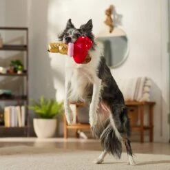 Frisco Valentine Ice Cream Plush Squeaky Dog Toy -Dog Supply Store 312895 PT3. AC SS1800 V1701364917