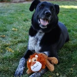 KONG Cozie Nate The Lion Plush Squeaky Dog Toy 6 KONG Cozie Nate The Lion Plush Squeaky Dog Toy -Dog Supply Store 313135 PT2. AC SS1800 V1660703958