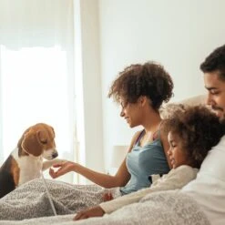 Pet Adobe Carpeted Folding Dog & Cat Steps -Dog Supply Store 314936 PT5. AC SS1800 V1626394291