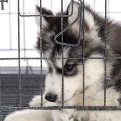 Pet Adobe Hanging Dog Bowl Set 12 Pet Adobe Hanging Dog Bowl Set -Dog Supply Store 315037 PT5. AC SS1800 V1626388021