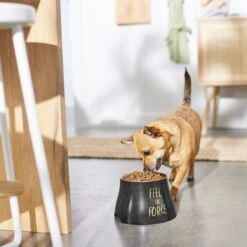 STAR WARS REBEL ICON Elevated Melamine Stainless Steel Dog & Cat Bowl, Black, 1.5 Cup -Dog Supply Store 315274 PT2. AC SS1800 V1647282246