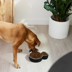 Disney Mickey Mouse Ceramic Dog & Cat Bowl -Dog Supply Store 315360 PT2. AC SS1800 V1647283421