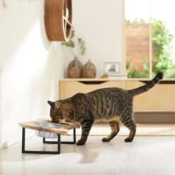 Frisco Premium Wood Elevated Bone Shape Stainless Steel Double Diner Dog & Cat Bowl, 3 Cup -Dog Supply Store 331497 PT3. AC SS1800 V1657656892