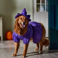 Disney Minnie Mouse Witch Dog & Cat Costume -Dog Supply Store 334755 PT8. AC SS1800 V1657719561