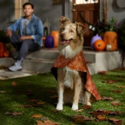 Frisco Spider Webbed Dog & Cat Costume Cape -Dog Supply Store 334972 PT6. AC SS1800 V1657729812