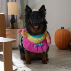 Frisco Front Walking Workout Girl Dog & Cat Costume -Dog Supply Store 335111 PT7. AC SS1800 V1657656881