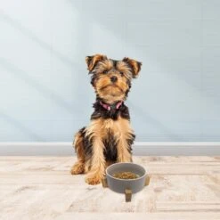 Cosmo Furbabies Single Dog & Cat Diner -Dog Supply Store 341990 PT5. AC SS1800 V1636062743