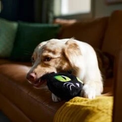 Frisco Halloween Black Cat Round Plush Squeaky Dog Toy -Dog Supply Store 344039 PT3. AC SS1800 V1657657031