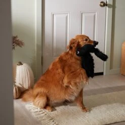 Frisco Halloween Crow Plush Squeaky Dog Toy 7 Frisco Halloween Crow Plush Squeaky Dog Toy -Dog Supply Store 344156 PT3. AC SS1800 V1657657048