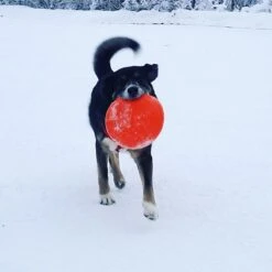 SodaPup Bottle Top Rubber Flying Disk Dog Toy -Dog Supply Store 346939 PT3. AC SS1800 V1638400039