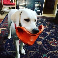 SodaPup Bottle Top Rubber Flying Disk Dog Toy -Dog Supply Store 346939 PT5. AC SS1800 V1638401593