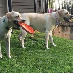 SodaPup Bottle Top Rubber Flying Disk Dog Toy -Dog Supply Store 346939 PT7. AC SS1800 V1638404244