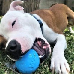 SodaPup TPE Wag Ball Chew & Retrieving Toy -Dog Supply Store 347131 PT5. AC SS1800 V1638336986