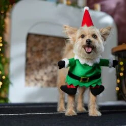 Frisco Front Walking Elf Dog & Cat Costume -Dog Supply Store 357956 PT7. AC SS1800 V1661799329