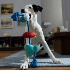 Frisco Hanukkah Celebration Plush With Rope Squeaky Dog Toy 7 Frisco Hanukkah Celebration Plush With Rope Squeaky Dog Toy -Dog Supply Store 360986 PT3. AC SS1800 V1661874063