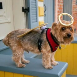 Pet Krewe Angel Wings Gold Dog Costume, One Size -Dog Supply Store 361134 PT5. AC SS1800 V1648073861