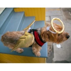 Pet Krewe Angel Wings Gold Dog Costume, One Size -Dog Supply Store 361134 PT6. AC SS1800 V1648074993