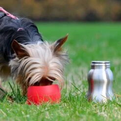 KONG H2O Dog Stainless Steel Bottle 7 KONG H2O Dog Stainless Steel Bottle -Dog Supply Store 364070 PT3. AC SS1800 V1643841088