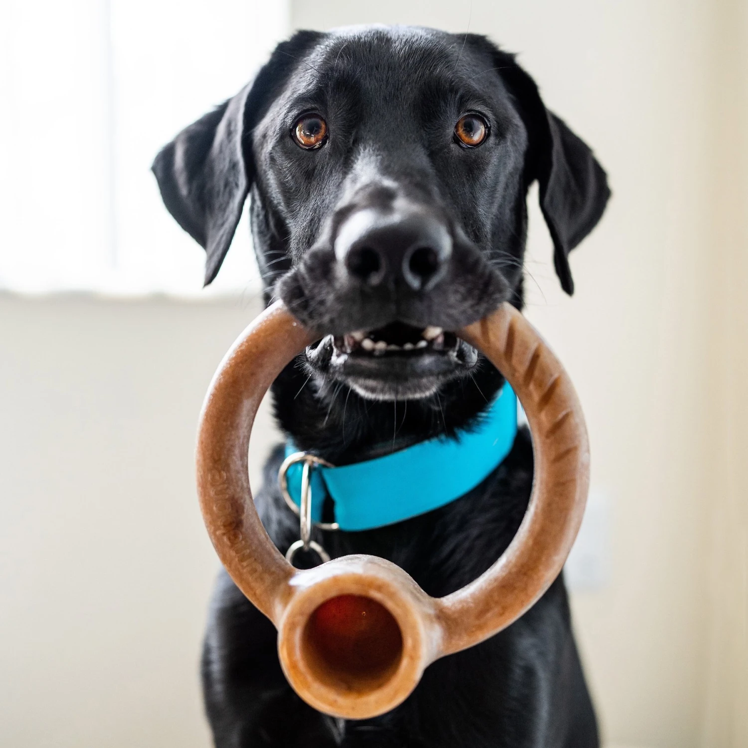 Lumabone Ring-Stuffer Beef Flavor Dog Toy 2 Lumabone Ring-Stuffer Beef Flavor Dog Toy - Image 2