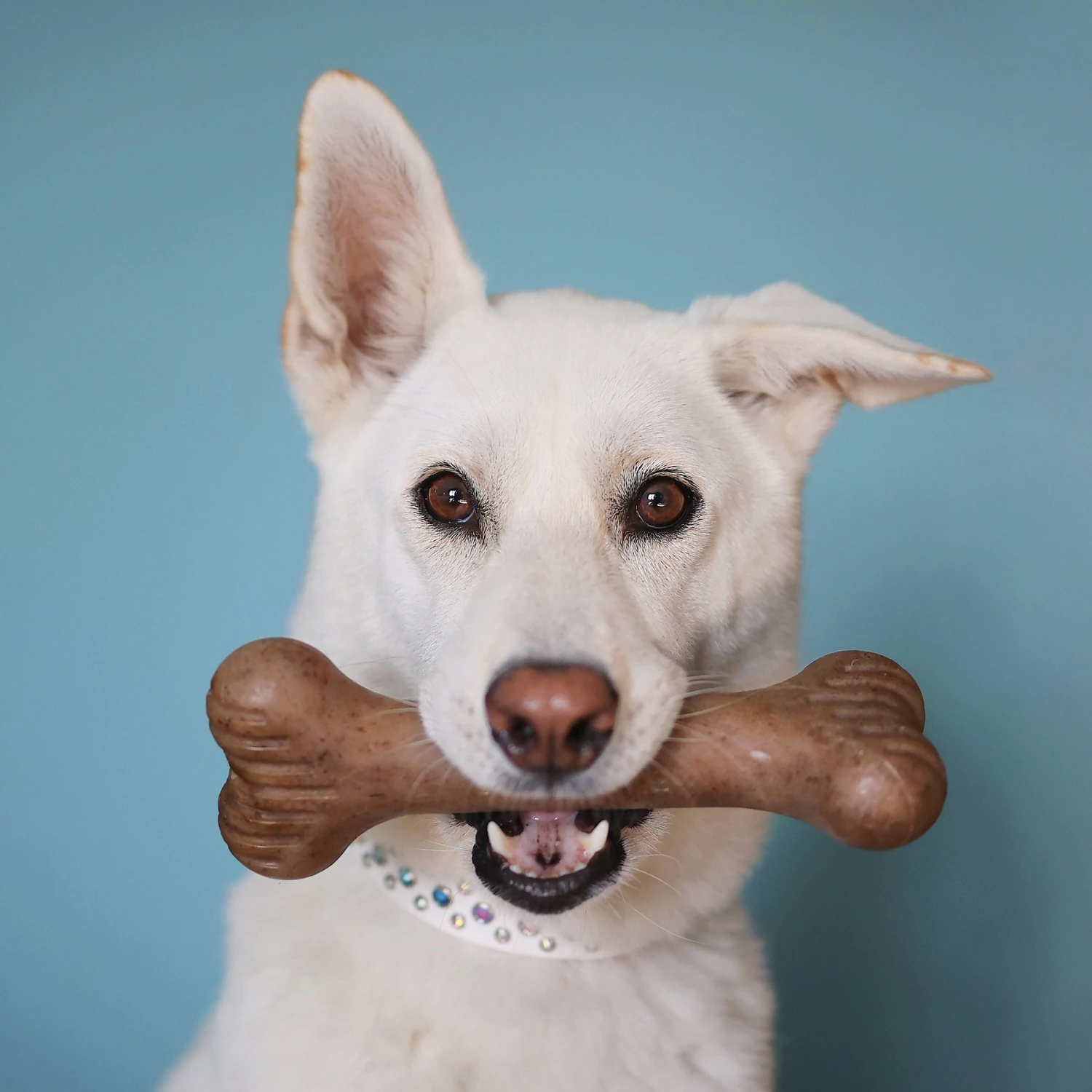 Lumabone Bulkster Bacon Flavor Dog Toy 2 Lumabone Bulkster Bacon Flavor Dog Toy - Image 2