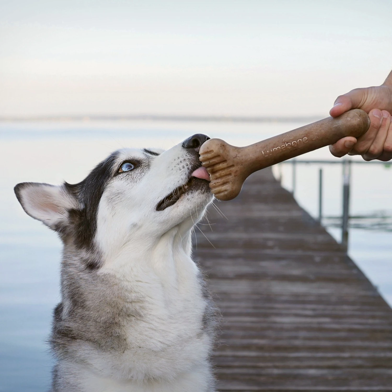 Lumabone Bulkster Bacon Flavor Dog Toy 5 Lumabone Bulkster Bacon Flavor Dog Toy - Image 5