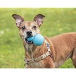 Roscoe's Pet Products Natural Rubber Refillable Dog Treat Toy 7 Roscoe's Pet Products Natural Rubber Refillable Dog Treat Toy -Dog Supply Store 529702 PT3. AC SS1800 V1652742984