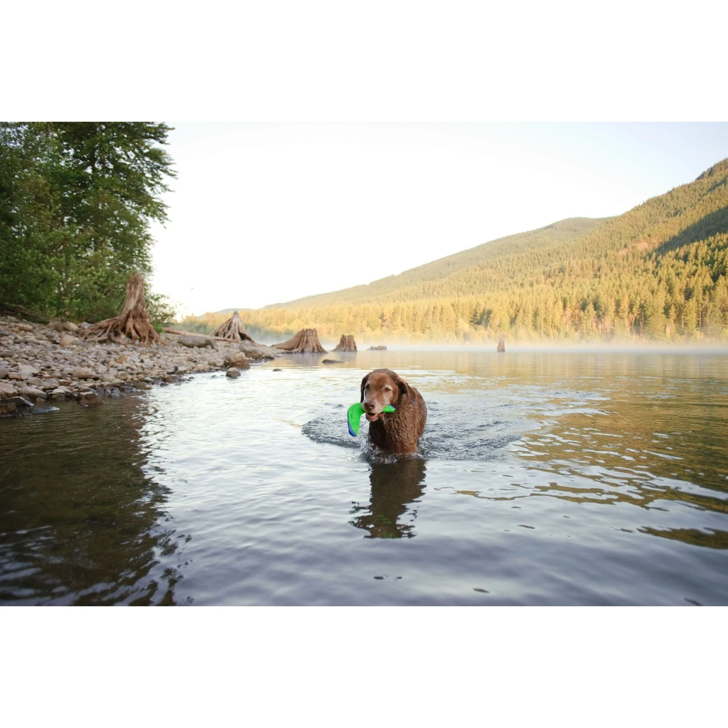 Chuckit! Amphibious Boomerang Dog Toy, Color Varies 4 Chuckit! Amphibious Boomerang Dog Toy, Color Varies - Image 4