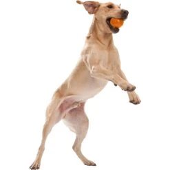 West Paw Zogoflex Jive Tough Ball Dog Toy -Dog Supply Store 58041 PT5. AC SS1800 V1521841130