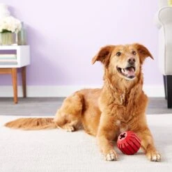 KONG Stuff A Ball Dog Toy -Dog Supply Store 59160 PT4. AC SS1800 V1603167093