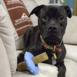 Himalayan Pet Supply Bonehead Chew Guardian Chew Smarter & Longer Dog Toy -Dog Supply Store 641086 PT7. AC SS1800 V1665603835