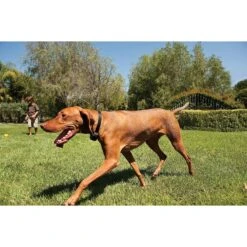 PetSafe Stay & Play Compact Wireless Dog & Cat Fence -Dog Supply Store 66989 PT6. AC SS1800 V1481235124