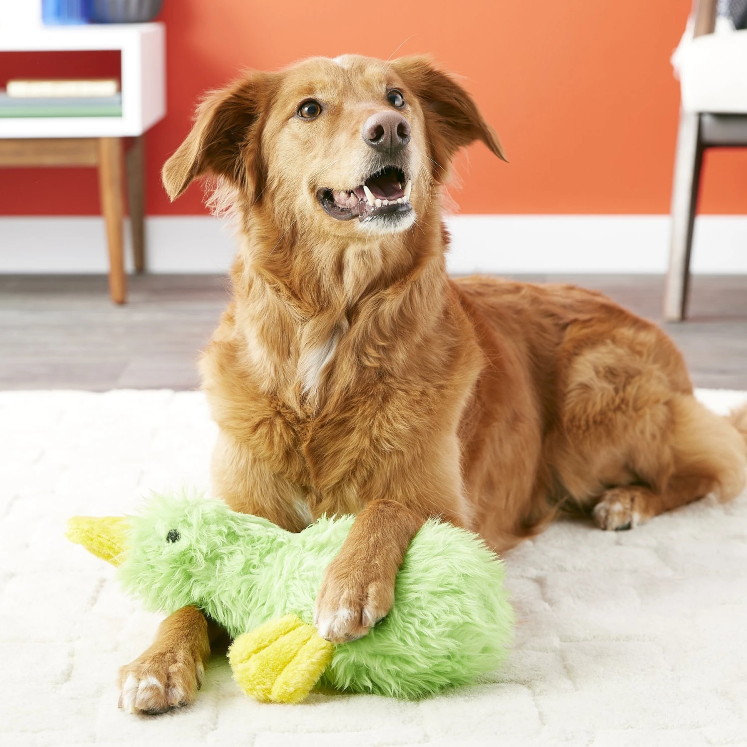 Multipet Duckworth Webster Squeaky Plush Dog Toy, Color Varies 2 Multipet Duckworth Webster Squeaky Plush Dog Toy, Color Varies - Image 2