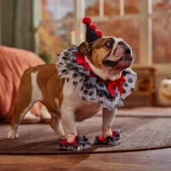 Frisco Clown Dog & Cat Costume Accessory 12 Frisco Clown Dog & Cat Costume Accessory -Dog Supply Store 706526 PT7. AC SS1800 V1689282556