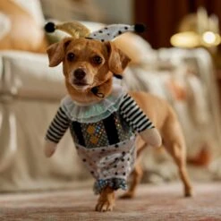 Frisco Front Walking Glitter Clown Dog & Cat Costume -Dog Supply Store 707542 PT7. AC SS1800 V1689278717