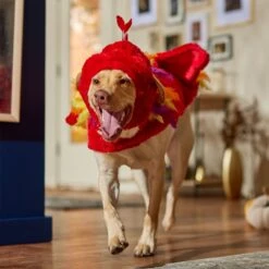 Frisco Flying Phoenix Dog & Cat Costume -Dog Supply Store 708150 PT7. AC SS1800 V1689343869