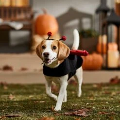 Frisco Glittered Ladybug Dog & Cat Costume 16 Frisco Glittered Ladybug Dog & Cat Costume -Dog Supply Store 708254 PT7. AC SS1800 V1689354959