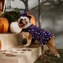 Frisco Cosmic Witch Dog & Cat Costume -Dog Supply Store 708982 PT7. AC SS1800 V1689350987