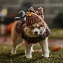 Frisco Squirrels & Nuts Ride-On Dog & Cat Costume -Dog Supply Store 709422 PT7. AC SS1800 V1689270909