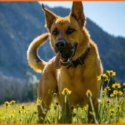 Monster K9 Dog Toys Ultra Durable Dog Ball, Black -Dog Supply Store 711358 PT4. AC SS1800 V1668809678