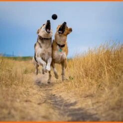 Monster K9 Dog Toys Ultra Durable Dog Ball, Black -Dog Supply Store 711358 PT5. AC SS1800 V1668809678