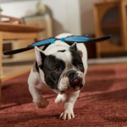 Frisco Magical Butterfly Wings Dog & Cat Costume Accessory -Dog Supply Store 713062 PT7. AC SS1800 V1689354962