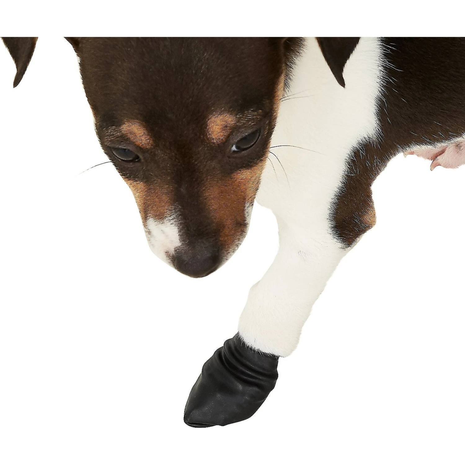 Pawz Waterproof Dog Boots, Black 6 Pawz Waterproof Dog Boots, Black - Image 6