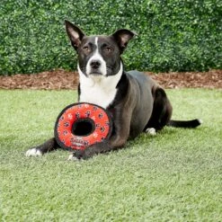 Tuffy's Junior Ring Squeaky Plush Dog Toy -Dog Supply Store 72145 PT4. AC SS1800 V1589493104