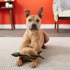 Tuffy's Ocean Creatures Burtle Turtle Plush Dog Toy 11 Tuffy's Ocean Creatures Burtle Turtle Plush Dog Toy -Dog Supply Store 72169 PT4. AC SS1800 V1589493384
