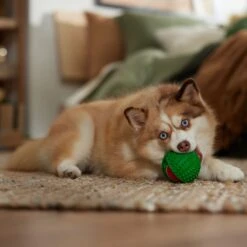 Frisco Holiday Fetch Squeaky Tennis Ball With Rubber Sleeve Dog Toy -Dog Supply Store 739686 PT3. AC SS1800 V1694812401